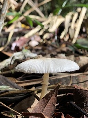 Leucocoprinus