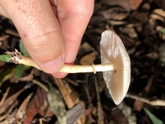 Leucocoprinus