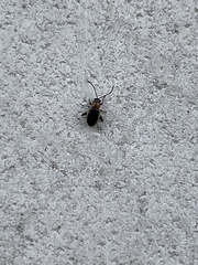 Longitarsus dorsalis