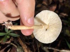 Leucocoprinus