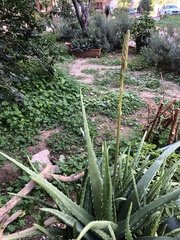 Aloe