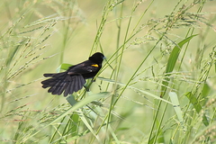 Euplectes albonotatus