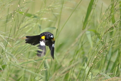 Euplectes albonotatus