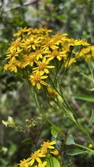 Senecio otites