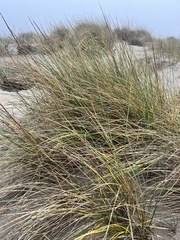Ammophila arenaria