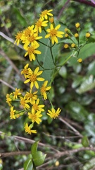 Senecio otites