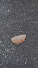 Brachiopoda