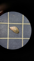 Tricolia speciosa
