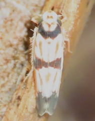 Erythroneura