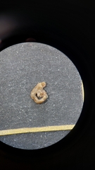 Mollusca