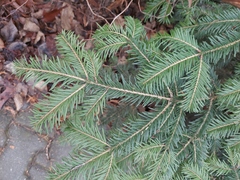 Abies alba