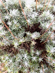 Helichrysum italicum