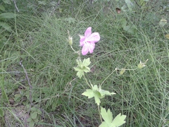 Geranium wlassovianum