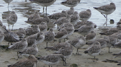 Calidris tenuirostris