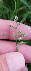 Poa annua