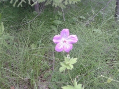 Geranium wlassovianum