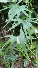 Dioscorea brachybotrya