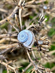 Xerolenta obvia