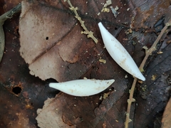 Bronchocela cristatella