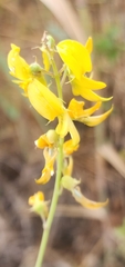 Crotalaria pallida