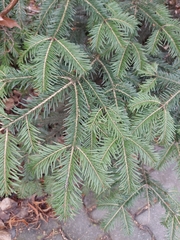 Abies alba