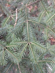 Abies alba