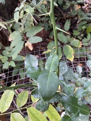 Citrus hystrix