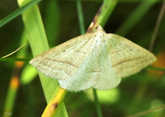 Petrophora chlorosata