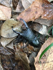Serrognathus titanus platymelus
