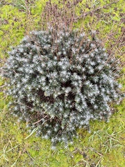 Helichrysum italicum