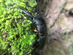 Serrognathus titanus platymelus