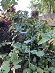 Citrus hystrix