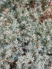 Juniperus communis