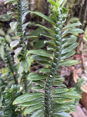 Appendicula reflexa