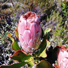 Protea speciosa