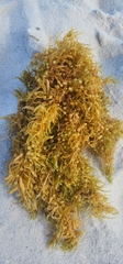 Sargassum fluitans