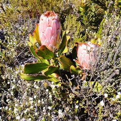 Protea speciosa