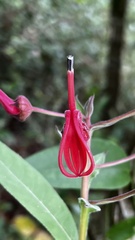 Lobelia tupa