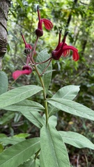 Lobelia tupa