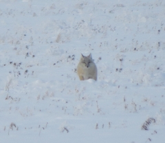 Vulpes corsac