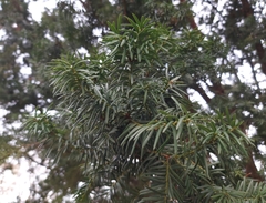 Taxus baccata