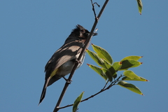 Pycnonotus nigricans superior