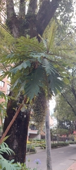 Bocconia frutescens