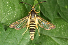 Bembecia ichneumoniformis