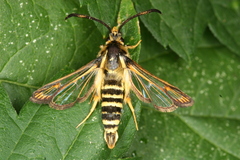 Bembecia ichneumoniformis