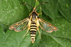 Bembecia ichneumoniformis