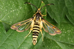 Bembecia ichneumoniformis