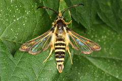 Bembecia ichneumoniformis