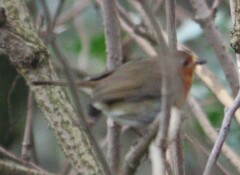 Erithacus rubecula