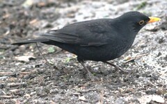 Turdus merula